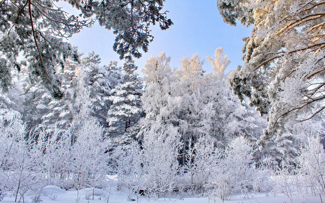 Snowy forest bench winter blue free wallpaper for desktop - medium preview image