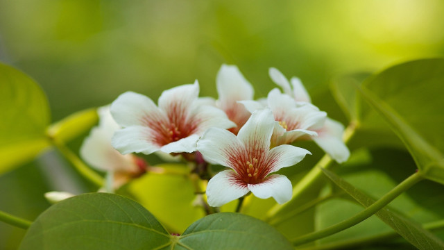 Daisy lily leaf macro blurry free wallpaper for desktop - medium preview image