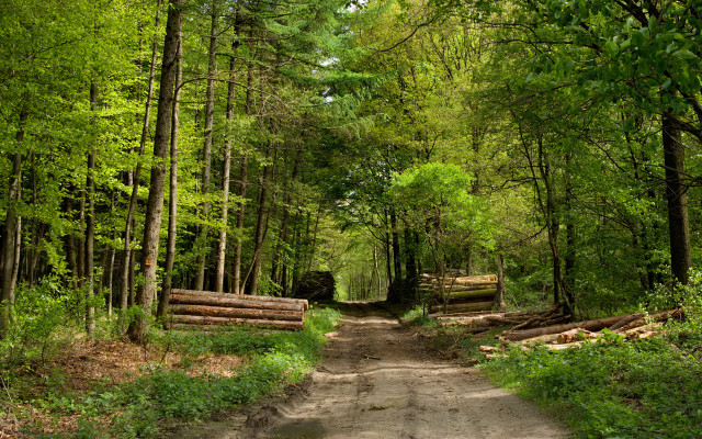 Dirt road forest logs trees #2 free wallpaper for desktop - medium preview image
