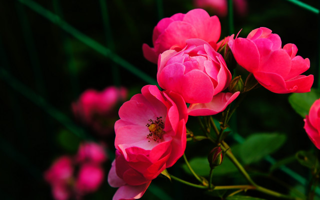 Pink roses vase blurry flower free wallpaper for desktop - medium preview image