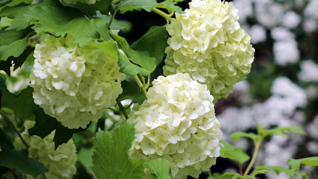 Hydrangea branch closeup nature blurry free wallpaper for desktop - medium preview image