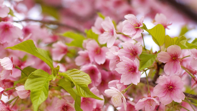 Pink flower cherry blossoms lily free wallpaper for desktop - medium preview image