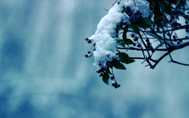 Snowy branch cloudy sky winter free wallpaper for desktop - medium preview image