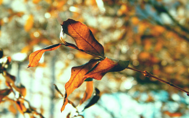 Branch leaves autumn blur bokeh free wallpaper for desktop - medium preview image