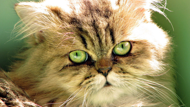 Cat green eyes macro impressionism free wallpaper for desktop - medium preview image