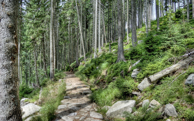 Woodland path rocks trees bushes free wallpaper for desktop - medium preview image