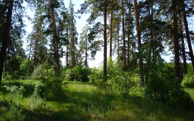 Forest trees grass sky clouds free wallpaper for desktop - medium preview image