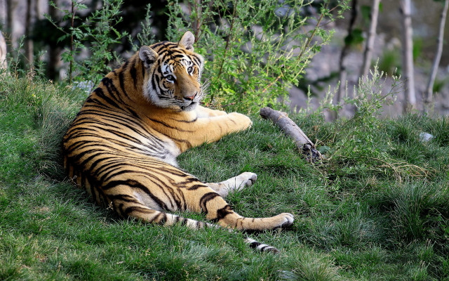 Tiger grass background tree rock free wallpaper for desktop - medium preview image