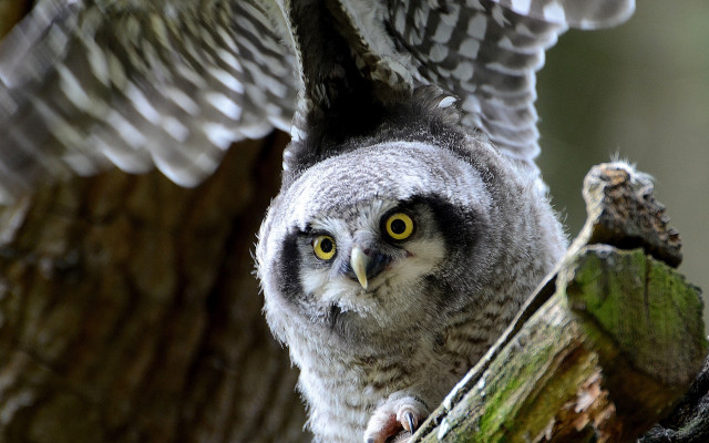 Owl yellow eyes perched wings free wallpaper for desktop - medium preview image