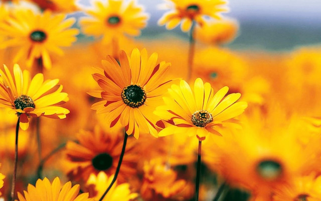 Yellow flower blue sky autumn free wallpaper for desktop - medium preview image