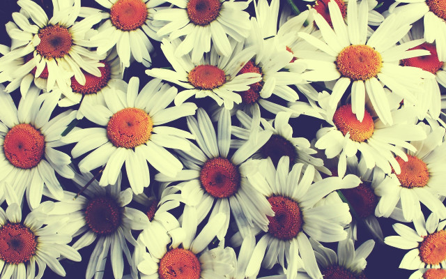 White orange flowers red center free wallpaper for desktop - medium preview image