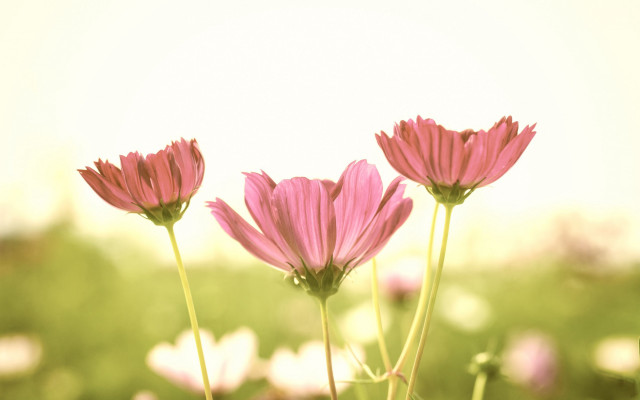 Pink flowers grass bokeh blurry free wallpaper for desktop - medium preview image