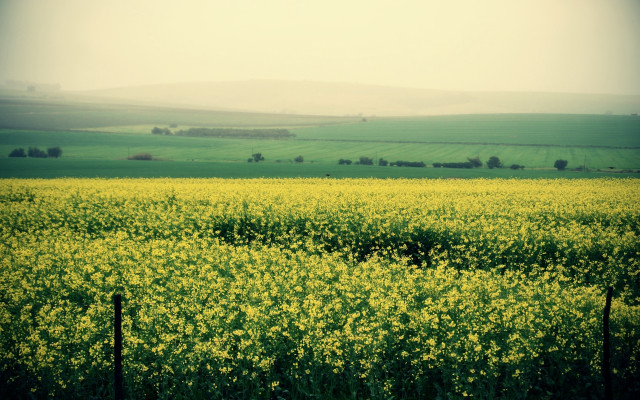 Yellow flowers fence green field free wallpaper for desktop - medium preview image