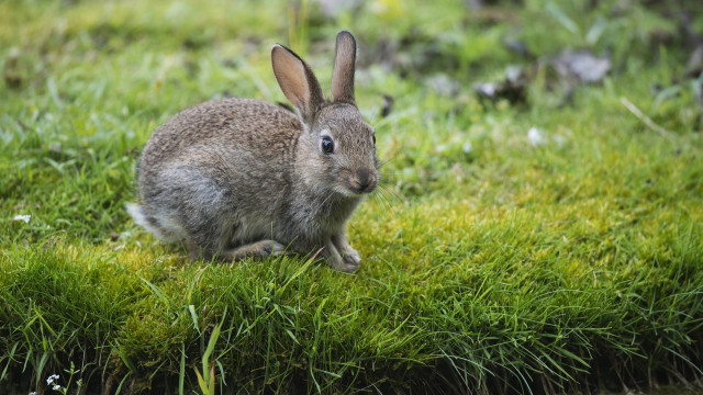 Rabbit grass beatrixpeter animalfocus blurry free wallpaper for desktop - medium preview image