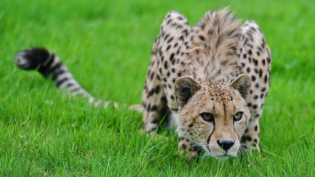Cheetah grassy field blurry nature free wallpaper for desktop - medium preview image