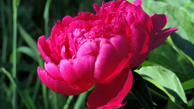 Pink rose green leaves blurry #16 free wallpaper for desktop - medium preview image