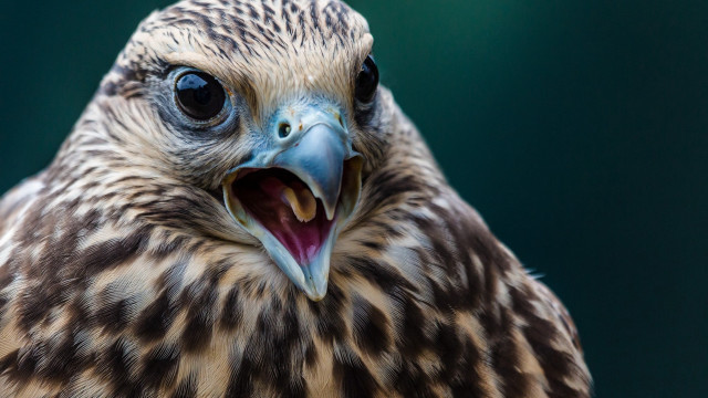 Smiling shiba inu surreal animal free wallpaper for desktop - medium preview image
