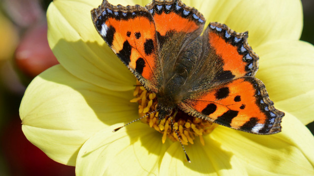Butterfly flower yellow petals macro free wallpaper for desktop - medium preview image