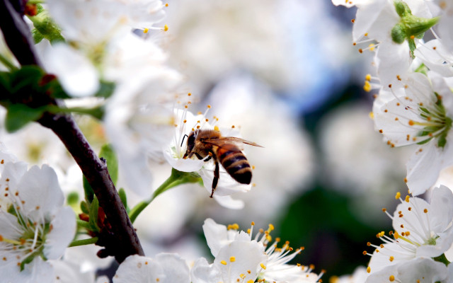 Bee white flowers tree branch free wallpaper for desktop - medium preview image