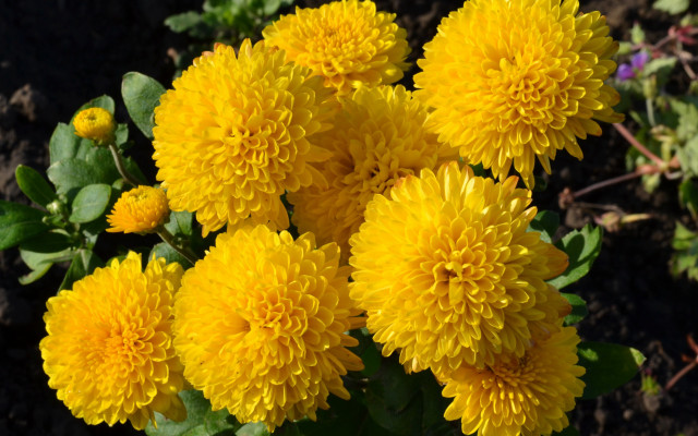 Yellow flowers garden dirt grass free wallpaper for desktop - medium preview image