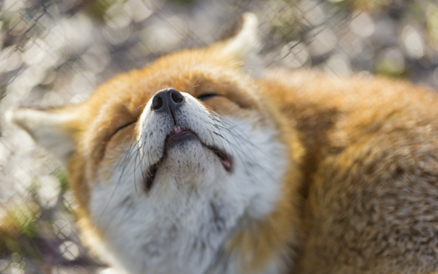 Small brown white dog grass free wallpaper for desktop - medium preview image