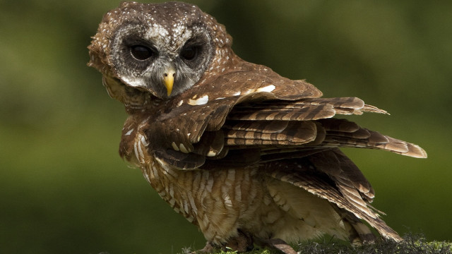 Small owl moss stump closed free wallpaper for desktop - medium preview image