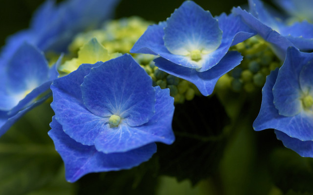 Blue flower bokeh macro hydrangea free wallpaper for desktop - medium preview image