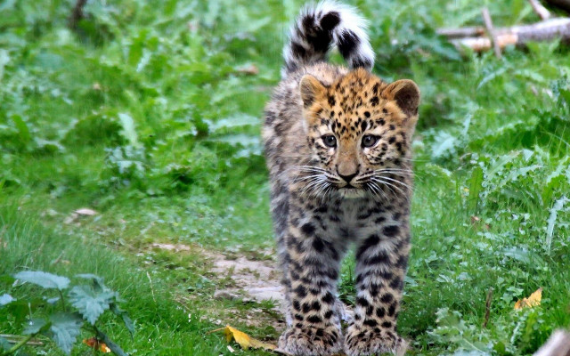 Leopard forest field bird bush free wallpaper for desktop - medium preview image