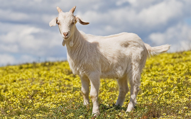 White goat yellow flowers cloudy free wallpaper for desktop - medium preview image