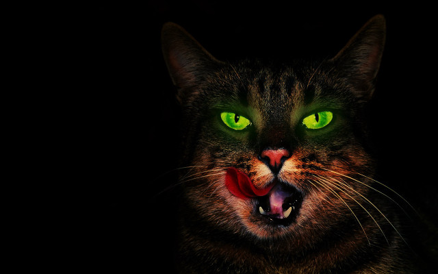 Cat green eyes bloody mouth free wallpaper for desktop - medium preview image