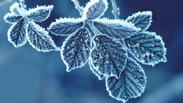 Frosted leaf blue background generative free wallpaper for desktop - medium preview image