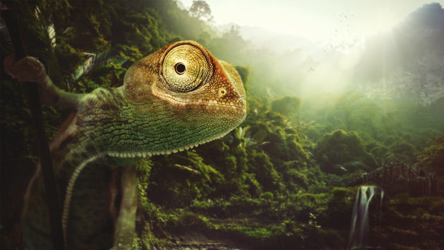 Chameleon forest waterfall bird light free wallpaper for desktop - medium preview image