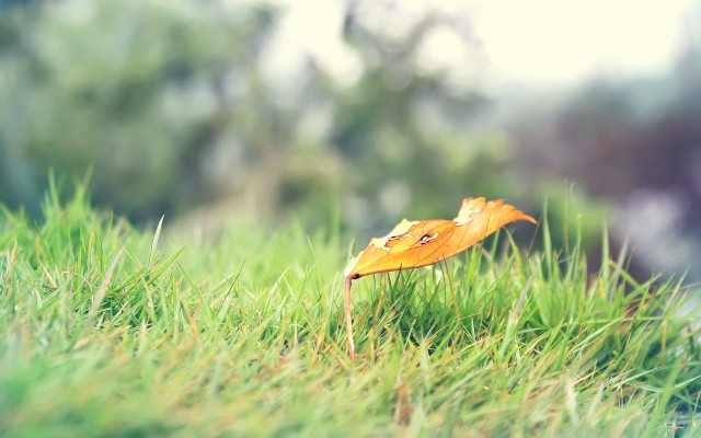 Leaf grass autumn nature blur free wallpaper for desktop - medium preview image