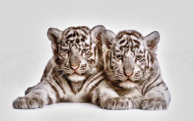 White tiger cubs crossed paws free wallpaper for desktop - medium preview image