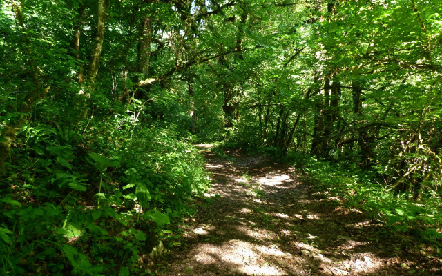 Dirt path forest trees bushes #3 free wallpaper for desktop - medium preview image