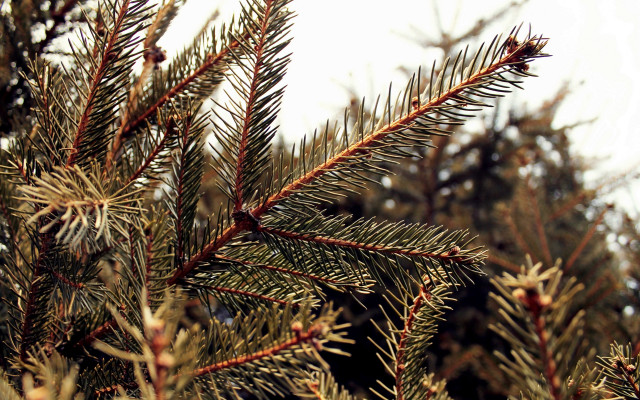 Pine needles branch sky fireworks free wallpaper for desktop - medium preview image