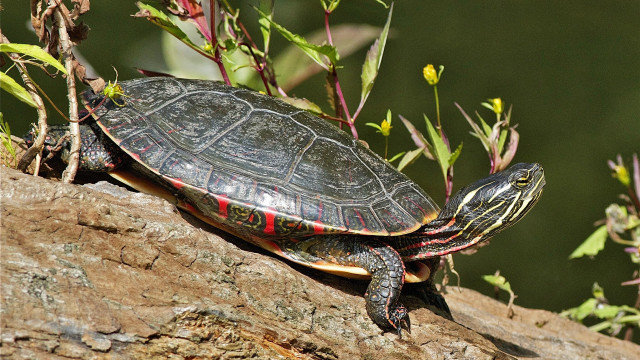 Turtle rock sun plant blurry free wallpaper for desktop - medium preview image