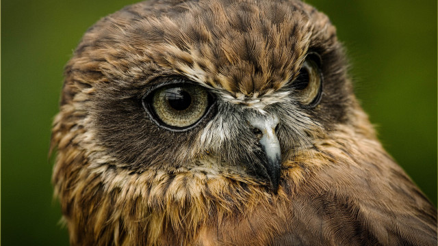 Owl closeup brown white green free wallpaper for desktop - medium preview image