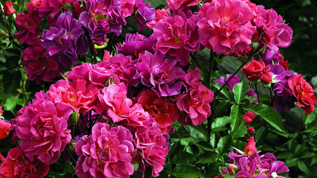 Flower bouquet vase garden roses free wallpaper for desktop - medium preview image