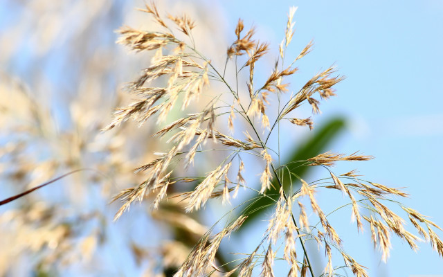 Plant sky blurry background bokeh free wallpaper for desktop - medium preview image