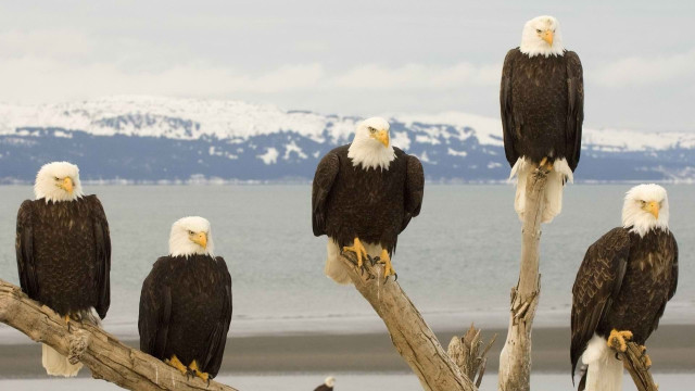 Bald eagles mountains water outdoors free wallpaper for desktop - medium preview image