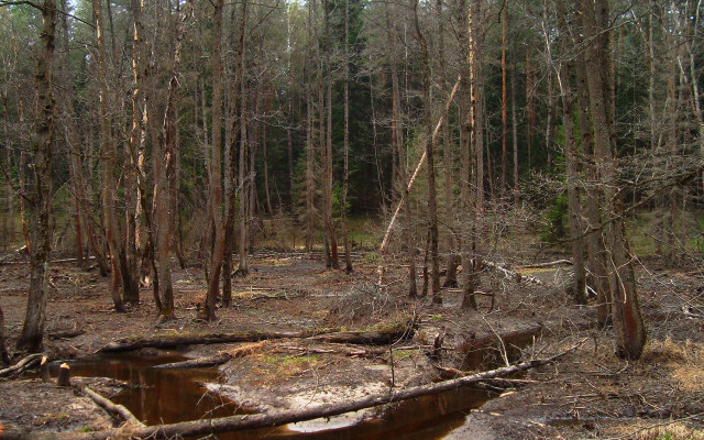 Forest fallen log puddle jigsaw free wallpaper for desktop - medium preview image