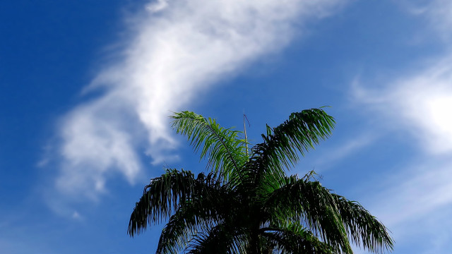 Palm tree blue sky clouds #10 free wallpaper for desktop - medium preview image