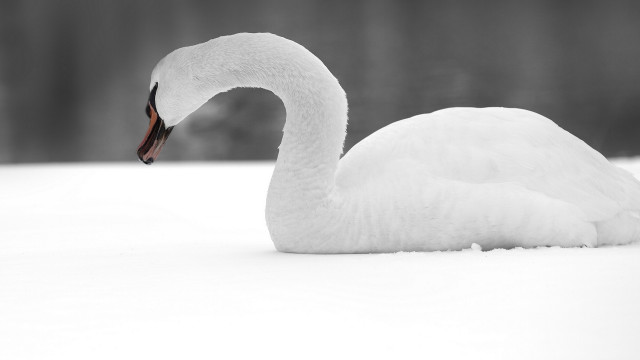 White swan snow black white free wallpaper for desktop - medium preview image