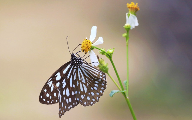 Butterfly flower macro award winning free wallpaper for desktop - medium preview image