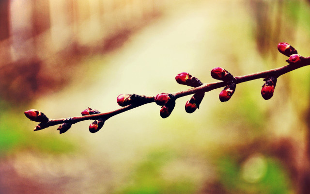 Branch buds forest macro shallow free wallpaper for desktop - medium preview image
