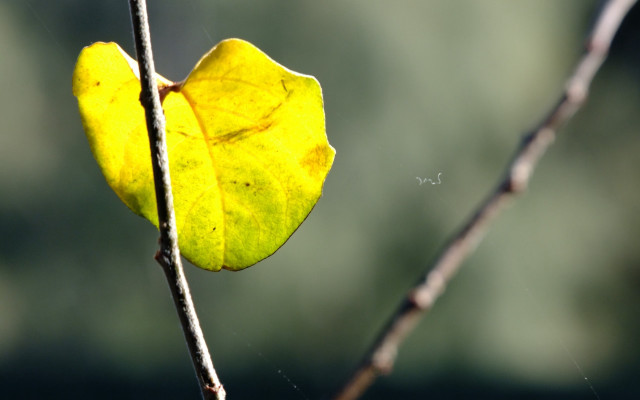 Yellow leaf hanging macro shallow free wallpaper for desktop - medium preview image