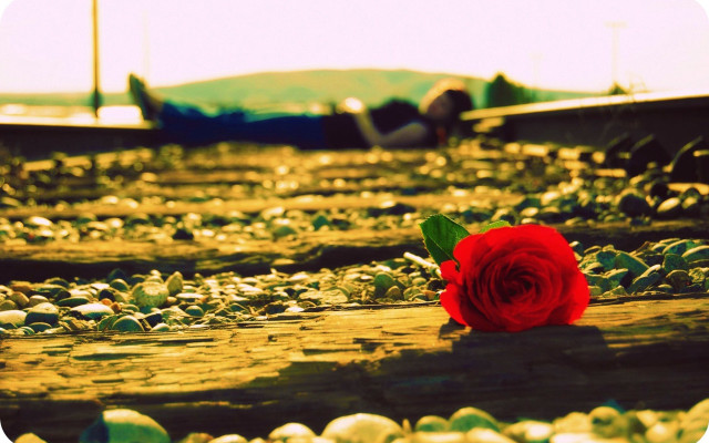 Red rose train track water free wallpaper for desktop - medium preview image