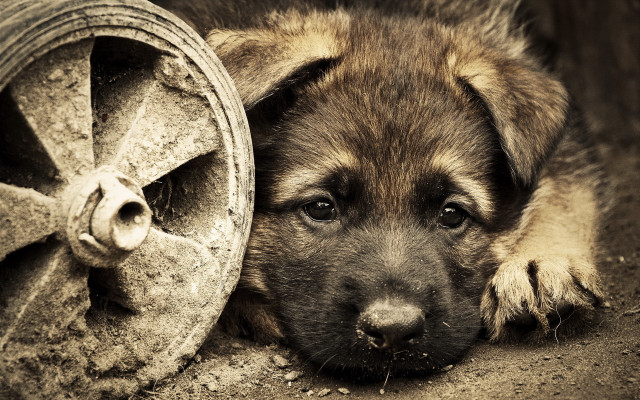 Puppy wheel hose reel resting free wallpaper for desktop - medium preview image
