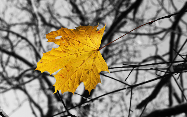 Yellow leaf fall autumn blurry free wallpaper for desktop - medium preview image